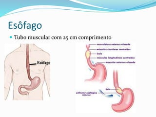 Esôfago 
 Tubo muscular com 25 cm comprimento 
 