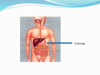Estômago 
 