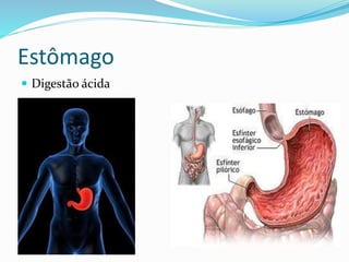 Estômago 
 Digestão ácida 
 