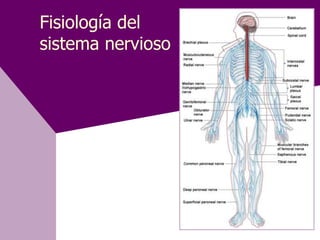 Fisiología del
sistema nervioso
 