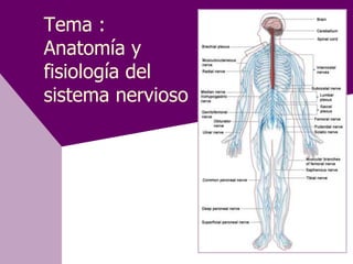 Tema :
Anatomía y
fisiología del
sistema nervioso
 