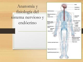 Anatomía y
fisiología del
sistema nervioso y
endócrino
 