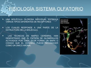 FISIOLOGÍA SISTEMA OLFATORIO

   UNA MOLÉCULA OLOROSA INDIVIDUAL ESTIMULA
    VARIOS TIPOS DIFERENTES DE RECEPTORES

   LOS CUALES RESPONDE A UNA PARTE DE LA
    ESTRUCTURA DE LA MOLÉCULA.

     LAS TÉCNICAS DE MAPEO CEREBRAL HAN
    DEMOSTRADO QUE EL PATRÓN DE GLOMÉRULOS
    ACTIVADOS POR CADA OLOR FORMA UN MAPA O
    CÓDIGO QUE EL CEREBRO PUEDE RECONOCER
    COMO UN ÚNICO AROMA.
 