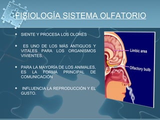 FISIOLOGÍA SISTEMA OLFATORIO

   SIENTE Y PROCESA LOS OLORES

    ES UNO DE LOS MÁS ANTIGUOS Y
    VITALES PARA LOS ORGANISMOS
    VIVIENTES.

   PARA LA MAYORÍA DE LOS ANIMALES,
    ES LA FORMA PRINCIPAL DE
    COMUNICACIÓN

   INFLUENCIA LA REPRODUCCIÓN Y EL
    GUSTO.
 