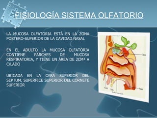 FISIOLOGÍA SISTEMA OLFATORIO

LA MUCOSA OLFATORIA ESTÁ EN LA ZONA
POSTERO-SUPERIOR DE LA CAVIDAD NASAL

EN EL ADULTO LA MUCOSA OLFATORIA
CONTIENE     PARCHES      DE    MUCOSA
RESPIRATORIA, Y TIENE UN ÁREA DE 2CM² A
C/LADO

UBICADA EN LA CARA SUPERIOR DEL
SEPTUM, SUPERFICE SUPERIOR DEL CORNETE
SUPERIOR
 