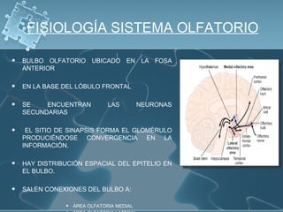 FISIOLOGÍA SISTEMA OLFATORIO

   BULBO OLFATORIO UBICADO EN LA FOSA
    ANTERIOR

   EN LA BASE DEL LÓBULO FRONTAL

   SE    ENCUENTRAN           LAS         NEURONAS
    SECUNDARIAS

    EL SITIO DE SINAPSIS FORMA EL GLOMÉRULO
    PRODUCIÉNDOSE CONVERGENCIA EN LA
    INFORMACIÓN.

   HAY DISTRIBUCIÓN ESPACIAL DEL EPITELIO EN
    EL BULBO.

   SALEN CONEXIONES DEL BULBO A:

                  ÁREA OLFATORIA MEDIAL
 