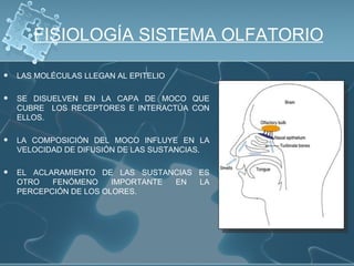 FISIOLOGÍA SISTEMA OLFATORIO

   LAS MOLÉCULAS LLEGAN AL EPITELIO

   SE DISUELVEN EN LA CAPA DE MOCO QUE
    CUBRE LOS RECEPTORES E INTERACTÚA CON
    ELLOS.

   LA COMPOSICIÓN DEL MOCO INFLUYE EN LA
    VELOCIDAD DE DIFUSIÓN DE LAS SUSTANCIAS.

   EL ACLARAMIENTO DE LAS SUSTANCIAS ES
    OTRO   FENÓMENO     IMPORTANTE EN LA
    PERCEPCIÓN DE LOS OLORES.
 
