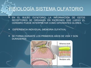 FISIOLOGÍA SISTEMA OLFATORIO
   EN EL BULBO OLFATORIO, LA INFORMACIÓN DE ESTOS
    RECEPTORES SE ORGANIZA EN PATRONES QUE LUEGO EL
    CEREBRO PUEDE INTERPRETAR COMO DIFERENTES OLORES.

   EXPERIENCIA INDIVIDUAL (MEMORIA OLFATIVA)

   SE FORMA DURANTE LOS PRIMEROS AÑOS DE VIDA Y SON
    DURADEROS
 