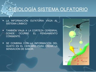 FISIOLOGÍA SISTEMA OLFATORIO

   LA INFORMACIÓN OLFATORIA VIAJA AL
    SISTEMA LÍMBICO

   TAMBIÉN VIAJA A LA CORTEZA CEREBRAL
    DONDE    OCURRE     EL  PENSAMIENTO
    CONSIENTE.

   SE COMBINA CON LA INFORMACIÓN DEL
    GUSTO EN EL CEREBRO PARA CREAR LA
    SENSACIÓN DE SABOR.
 