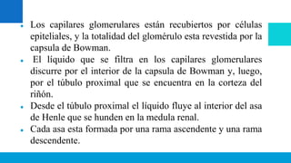 Glomerulo Riñon Fisiologia Sistemica - Sistema Renal.pptx