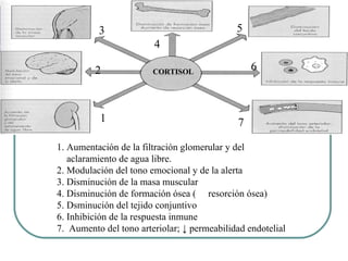 CORTISOL 1. Aumentación de la filtración glomerular y del  aclaramiento de agua libre. 2. Modulación del tono emocional y de la alerta 3. Disminución de la masa muscular 4. Disminución de formación ósea (  resorción ósea) 5. Dsminución del tejido conjuntivo 6. Inhibición de la respuesta inmune 7.  Aumento del tono arteriolar; ↓ permeabilidad endotelial  1 2 3 4 5 6 7 