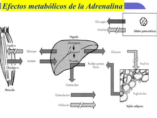 Efectos metabólicos de la Adrenalina 