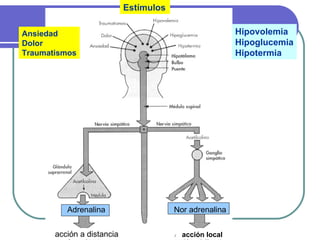 Estímulos Ansiedad Dolor Traumatismos Hipovolemia Hipoglucemia Hipotermia Nor adrenalina acción local acción a distancia Adrenalina 