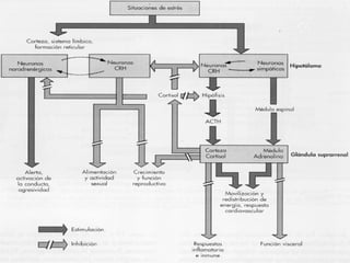 hipotálamo Glándula  Suprarrenal 