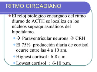 RITMO CIRCADIANO El reloj biológico encargado del ritmo diurno de ACTH se localiza en los núcleos supraquiasmáticos del hipotálamo.    Paraventricular neurons    CRH El 75%  producción diaria de cortisol ocurre entre las 4 a 10 am. Highest cortisol : 6-8 a.m. Lowest cortisol  :  6-10 p.m. 