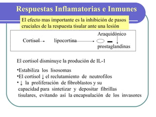 Respuestas Inflamatorias e Inmunes El efecto mas importante es la inhibición de pasos  cruciales de la respuesta tisular ante una lesión Cortisol lipocortina Araquidónico prostaglandinas El cortisol disminuye la produción de IL-1 Estabiliza  los  lisosomas El cortisol ↓ el reclutamiento  de  neutrofilos ↓  la  proliferación  de fibroblastos y su  capacidad para  sintetizar  y  depositar  fibrillas  tisulares,  evitando  así  la encapsulación  de  los  invasores 