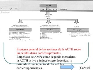 Cortisol Esquema general de las acciones de la ACTH sobre  las células diana corticosuprrenales .  Empeñado de AMPc como segundo mensajero,  la ACTH activa e induce esteroidogenicas  y  estimula el crecimiento  de las células  corticosuprarrenales. 