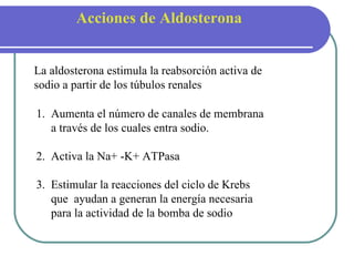 Acciones de Aldosterona La aldosterona estimula la reabsorción activa de sodio a partir de los túbulos renales 1.  Aumenta el número de canales de membrana a través de los cuales entra sodio. 2.  Activa la Na+ -K+ ATPasa 3.  Estimular la reacciones del ciclo de Krebs  que  ayudan a generan la energía necesaria  para la actividad de la bomba de sodio 