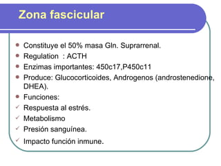Zona fascicular Constituye el 50% masa Gln. Suprarrenal. Regulation  : ACTH  Enzimas importantes: 450c17,P450c11  Produce: Glucocorticoides, Androgenos (androstenedione, DHEA).  Funciones:  Respuesta al estrés.  Metabolismo  Presión sanguínea.  Impacto función inmune .  