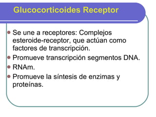 Glucocorticoides Receptor Se une a receptores: Complejos esteroide-receptor, que actúan como factores de transcripción. Promueve transcripción segmentos DNA. RNAm. Promueve la síntesis de enzimas y proteínas. 