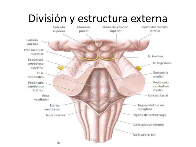 Resultado de imagen de tallo cerebral