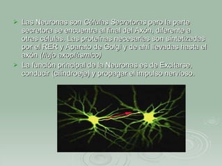 Las Neuronas son  Células Secretoras  pero la parte secretora se encuentra al final del Axón, diferente a otras células. Las proteínas necesarias son sintetizadas por el RER y Aparato de Golgi y de ahí llevadas hasta el axón  (flujo axoplásmico)   La función principal de la Neuronas es de Excitarse, conducir (cilindroeje) y propagar el impulso nervioso. 