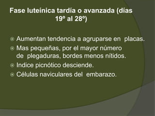 Fase luteínica tardía o avanzada (días
              19º al 28º)

 Aumentan tendencia a agruparse en placas.
 Mas pequeñas, por el mayor número
  de plegaduras, bordes menos nítidos.
 Indice picnótico desciende.
 Células naviculares del embarazo.
 