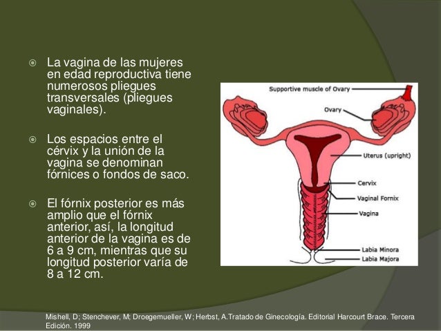 Fisiologia vaginal