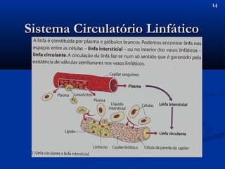 Sistema Circulatório LinfáticoSistema Circulatório Linfático
14
 