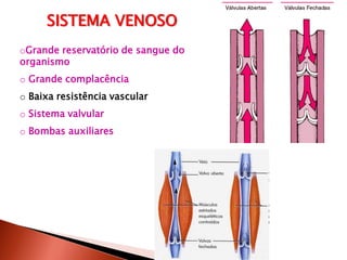 SISTEMA VENOSO
oGrande reservatório de sangue do
organismo
o Grande complacência
o Baixa resistência vascular
o Sistema valvular
o Bombas auxiliares
 