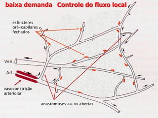 baixa demanda Controle do fluxo local

    esfíncteres
    pré-capilares
    fechados




vasoconstrição
arteriolar

                    anastomoses aa-vv abertas
 