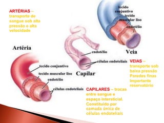ARTÉRIAS –
transporte de
sangue sob alta
pressão e alta
velocidade




                                         VEIAS –
                                         transporte sob
                                         baixa pressão
                                         Paredes finas
                                         Importante
                                         reservatório
                  CAPILARES – trocas
                  entre sangue e
                  espaço intersticial.
                  Constituído por
                  camada única de
                  células endoteliais
 