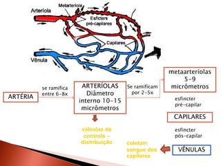 metaarteríolas
                                                           5-9
          se ramifica    ARTERÍOLAS     Se ramificam   micrômetros
          entre 6-8x       Diâmetro       por 2-5x
ARTÉRIA                                                  esfincter
                        interno 10-15
                                                         pré-capilar
                         micrômetros
                                                        CAPILARES

                        válvulas de                      esfincter
                         controle –                      pós-capilar
                        distribuição    coletam
                                        sangue dos        VÊNULAS
                                        capilares
 