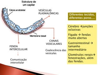 VESÍCULAS
               PLASMALÊMICAS        Diferentes tecidos,
                                    diferentes poros....


                                   Cérebro junções
                                   oclusivas
                                   Fígado  fendas
                                   muito abertas
                     CANAIS
                   VESICULARES      Gastrointestinal 
FENDA                               tamanho
INTERCELULAR       Coalescência das intermediário
                   vesículas
                                   Glomérulos renais
                                   fenestrações, além
Comunicação
intercelular                       das fendas.
 