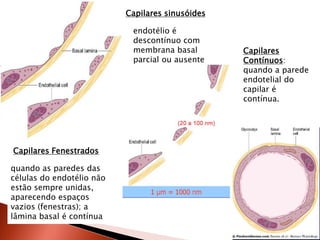 Capilares sinusóides

                            endotélio é
                            descontínuo com
                            membrana basal        Capilares
                            parcial ou ausente    Contínuos:
                                                  quando a parede
                                                  endotelial do
                                                  capilar é
                                                  contínua.




Capilares Fenestrados

quando as paredes das
células do endotélio não
estão sempre unidas,
aparecendo espaços
vazios (fenestras); a
lâmina basal é contínua
 