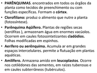 PARÊNQUIMAS . encontrados em todos os órgãos da planta como tecidos de preenchimento ou com funções específicas. Formam o  córtex . Clorofiliano:  produz o alimento que nutre a planta (fotossíntese). Parênquima Aqüífero.  Plantas de regiões secas (xerófitas ), armazenam água em enormes vacúolos. Ocorrem em caules fotossintetizantes  cladódios.  Folhas modificadas em espinhos. Aerífero ou aerênquima.  Acumula ar em grandes espaços intercelulares. permite a flutuação em plantas aquáticas. Amilífero.  Armazena amido em  leucoplastos . Ocorre nos cotilédones das sementes, em raízes tuberosas e em caules subterrâneos (tubérculos).  