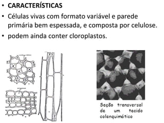 CARACTERÍSTICAS Células vivas com formato variável e parede primária bem espessada, e composta por celulose. podem ainda conter cloroplastos. 