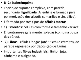 B -2) Esclerênquima: Tecido de suporte complexo, com parede secundária  lignificada  (A lenhina é formada pela polimerização dos alcoóis cumarílico e sinapílico). É formado por três tipos de  células mortas : 1) Escleritos:  células com forma e tamanho variável.  Encontram-se geralmente isoladas (como na polpa das pêras).    2) Fibras:  células longas (até 55 cm) e estreitas, de parede espessada por deposição de lignina.  Importantes  fibras industriais :  linho,  juta, cânhamo e o algodão.  