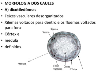 MORFOLOGIA DOS CAULES A) dicotiledôneas Feixes vasculares desorganizados Xilemas voltados para dentro e os floemas voltados para fora Córtex e  medula  definidos medula 