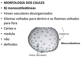 MORFOLOGIA DOS CAULES B) monocotiledôneas Feixes vasculares desorganizados Xilemas voltados para dentro e os floemas voltados para fora Córtex e  medula  não definidos 