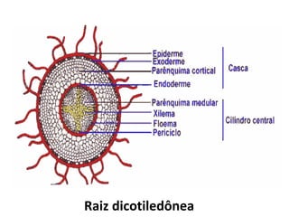 Raiz dicotiledônea 