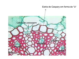 Estria de Caspary em forma de “U ” Célula de passagem 