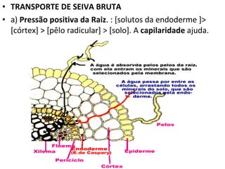 TRANSPORTE DE SEIVA BRUTA a)  Pressão positiva da Raiz . : [solutos da endoderme ]> [córtex] > [pêlo radicular] > [solo]. A  capilaridade  ajuda.  