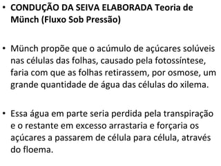CONDUÇÃO DA SEIVA ELABORADA Teoria de Münch (Fluxo Sob Pressão) Münch propõe que o acúmulo de açúcares solúveis nas células das folhas, causado pela fotossíntese, faria com que as folhas retirassem, por osmose, um grande quantidade de água das células do xilema.  Essa água em parte seria perdida pela transpiração e o restante em excesso arrastaria e forçaria os açúcares a passarem de célula para célula, através do floema. 