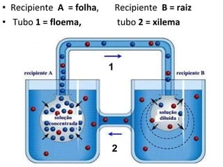 Recipiente  A  = folha ,  Recipiente  B = raiz Tubo  1 = floema,   tubo  2 = xilema 1 2 