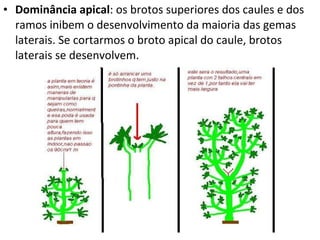 Dominância apical : os brotos superiores dos caules e dos ramos inibem o desenvolvimento da maioria das gemas laterais. Se cortarmos o broto apical do caule, brotos laterais se desenvolvem. 