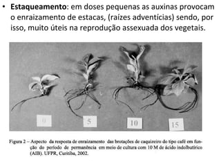 Estaqueamento : em doses pequenas as auxinas provocam o enraizamento de estacas, (raízes adventícias) sendo, por isso, muito úteis na reprodução assexuada dos vegetais. 