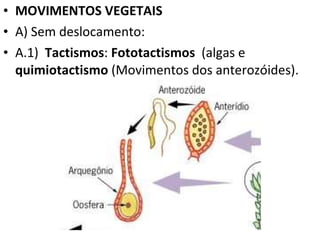 MOVIMENTOS VEGETAIS A) Sem deslocamento: A.1)  Tactismos :  Fototactismos   (algas e  quimiotactismo  (Movimentos dos anterozóides). 