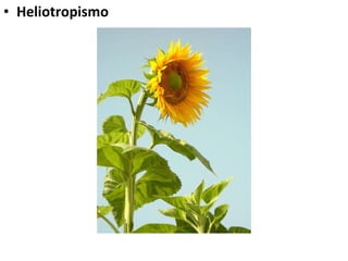 Heliotropismo 