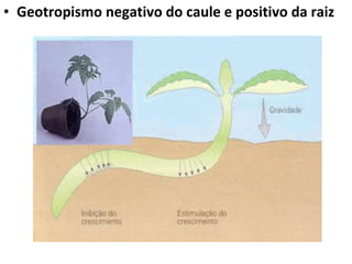Geotropismo negativo do caule e positivo da raiz 